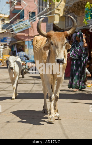 Vertikale Nahaufnahme von einer weiblichen Erwachsenen Kuh und Kalb junge beiläufig ein Spaziergang durch die belebten Straßen von Pushkar. Stockfoto