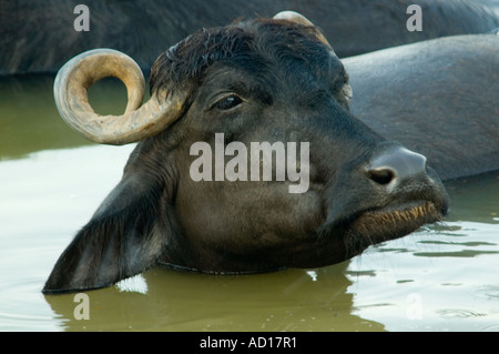 Horizontale Nahaufnahme des Kopfes eine inländische asiatische Wasserbüffel [Bubalus beispielsweise] während Abkühlung im Fluss Ganges. Stockfoto