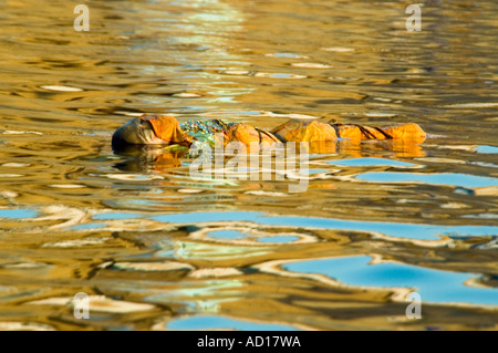 Horizontale Ansicht einer Orange gehüllt Leiche hinunter den Fluß Ganges. Stockfoto