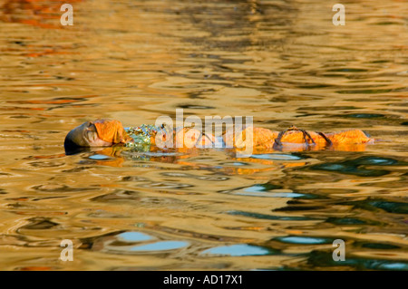 Horizontale Ansicht einer Orange gehüllt Leiche hinunter den Fluß Ganges. Stockfoto