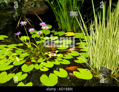 Wasserpflanzen & Koi-Karpfen Stockfoto