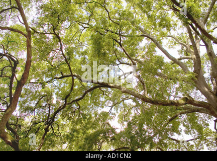 Zweige der Louisiana Live Oak Bäume, bis in den Himmel Strecken.  New Orleans, Louisiana, USA. Stockfoto