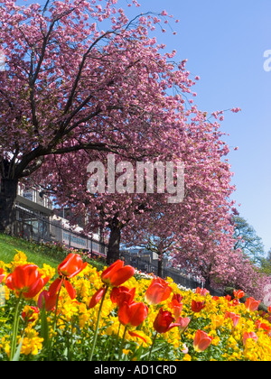 Kirschbaum im Frühling bei Edinburgh Prinzessin St... Gärten, Schottland Stockfoto