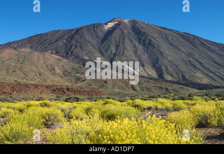 "Retama del Teide" in Blüte unter El Teide, Parque Nacional del Teide, Teneriffa Stockfoto