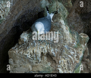 Dreizehenmöwe (Rissa tridactyla) auf der Kreidefelsen von bempton Naturschutzgebiet im East Riding von Yorkshire, UK, GB, Stockfoto