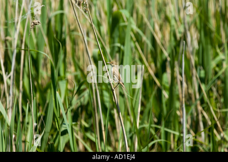 Teichrohrsänger (Acrocephalus scirpaceus) singen auf der Schilf im Sommer Sonnenschein Stockfoto