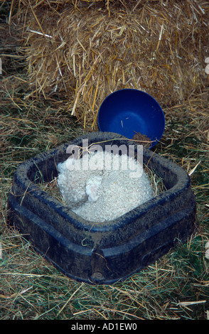 Kleines weißes Lamm schlafen in einem dunklen blau Karton, Kew Gardens, Surrey, UK Stockfoto