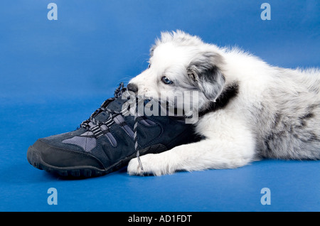 Welpen Kauen einen Schuh Stockfoto