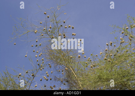 Speke s Weaver nest nisten Kolonien Ploceus Spekei Tansania Stockfoto