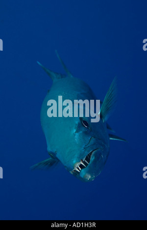 Barracuda in British Virgin Islands, BVI, Unterwasser, Tauchen, Tauchen, Meer, Meer, blauem Wasser, klares Wasser, Tiefe, Leben im Meer, Stockfoto