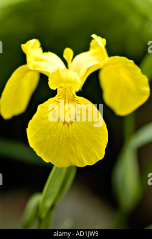 Leuchtende gelbe Irisblume aus der Nähe in einem Garten. Makroaufnahme einer blühenden Iris pseudacorus mit zarten Blütenblättern und einem verschwommenen grünen Hintergrund. Stockfoto