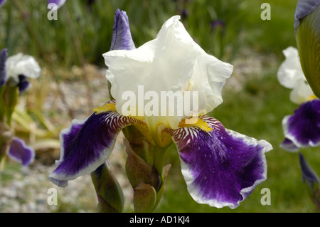 Nahaufnahme von weißen und violetten Blüten der Iris Iridaceae gr Barbata Elatior Wabash, die in einem Frühlingsgarten blühen. Stockfoto