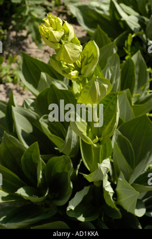 Gelber Enzian (Gentiana lutea) aus der Familie der Gentianaceae, mit blassgelben Blütenknospen und großen, gerippten grünen Blättern in einer natürlichen Umgebung. Stockfoto