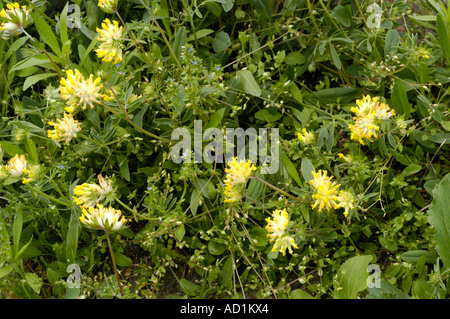 Heilpflanze Niere Vetch (Anthyllis Vulneraria) aus der Familie der Fabaceae, die in Europa, dem Nahen Osten und Afrika beheimatet ist und auf einem grünen Feld blüht. Stockfoto
