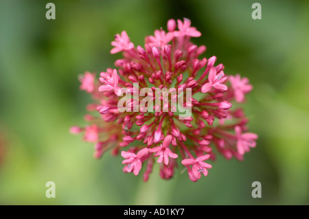 Blick von oben auf rosa rote Baldrian (Centranthus ruber) Blüten in der Blüte. In Europa gefundene Pflanze der Familie der Valerianaceae, Nahaufnahme der Makroaufnahme. Stockfoto