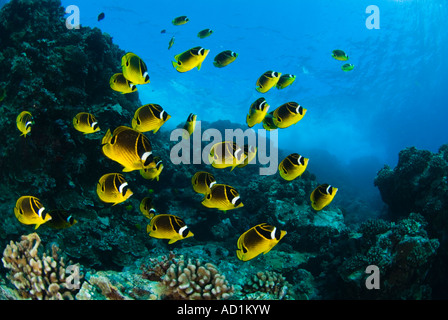 Schule der Falterfische in Hawaii, Unterwasser, Meer, Ozean, Tauchen, Tauchen, bunt, Farbe, Korallenriff, tropischen Riff, Familie Stockfoto