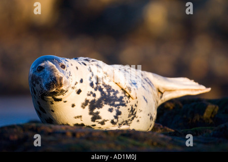 Weibliche grau versiegeln bei Haul Website Schottland Stockfoto