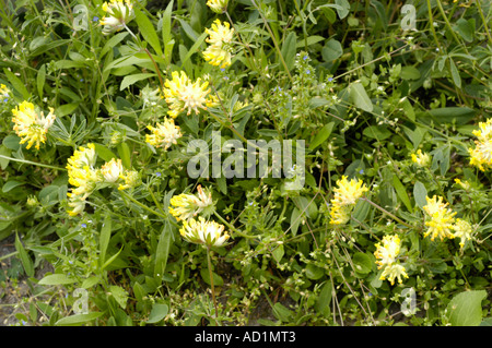 Gelbe Blüten der Niere Vetch (Anthyllis Vulneraria), einer Heilpflanze aus der Familie der Fabaceae, die wild auf einer Wiese wächst. Stockfoto