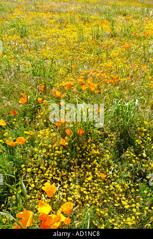 Kalifornien Wildflower zeigt im Antelope Valley, Lupinen, Mohn und Baby Blue Eyes in Hülle und Fülle. Hänge, die lodernden gelb Stockfoto