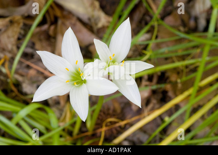 Atamasco Lily Zephyranthes Atamasco Durham North Carolina USA 2 kann Liliaceae Stockfoto