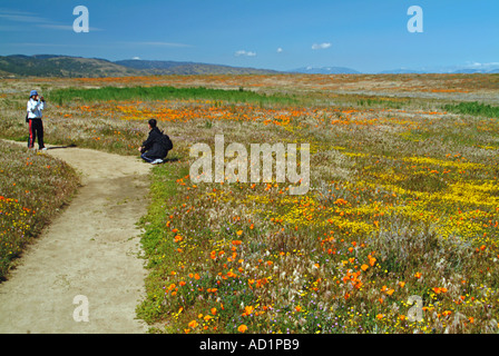 Kalifornien Wildblumen Hahnenfuß Ranunculus californicus, Salvia carduacea, Löwenzahn, Kiesel Nadelkissen, Goldfields, Lupine, P Stockfoto