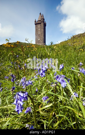 Scrabo Turm Stockfoto