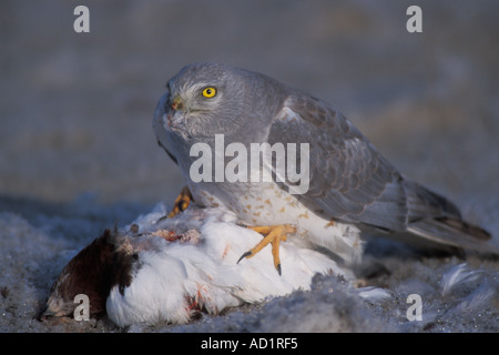 Northern Harrier Hawk Circus Cyaneus Essen einen Kill Schneehühner Lagopus Mutus Alaska North Slope Stockfoto