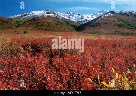 fallen Sie Landschaft der Tundra Farben Southside der Brooks Range Alaska Stockfoto