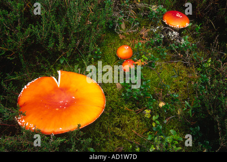 Fliegenpilz (Amanita Muscaria) Pilz Cluster orange Form Stockfoto