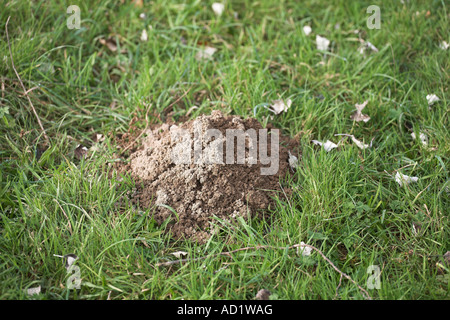 Mole Hill Maulwurfshügel im Bereich lange Gras Stockfoto