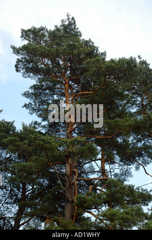 Riesige alte Kiefer in Polen Stockfoto