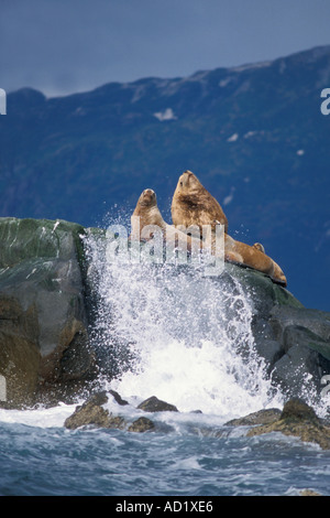 gefährdeten Steller Seelöwen Eumetopias Jubatus sonnen sich entlang der Küste des Katmai Nationalpark der Alaska-Halbinsel Stockfoto