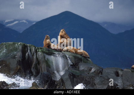 gefährdeten Steller Seelöwen Eumetopias Jubatus sonnen sich entlang der Küste des Katmai Nationalpark Alaska Halbinsel Stockfoto