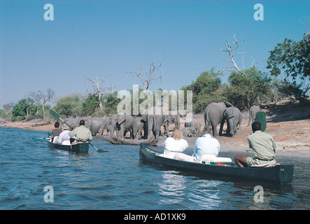 Zwei Kanus paddeln in der Nähe eine Herde Elefanten am Chobe Fluss-Botswana-Südafrika Stockfoto