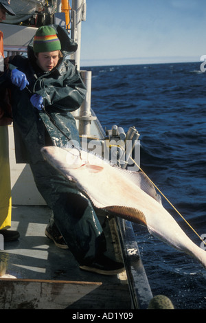 Kelly Stier Langleinen Fischerei im Golf von Alaska als er Galfs eine Pazifische Heilbutt, Hippoglossus stenollepis Stockfoto