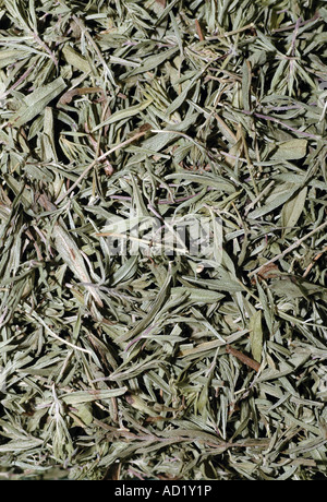 Satureja Hortensis Bohnenkraut Stockfoto