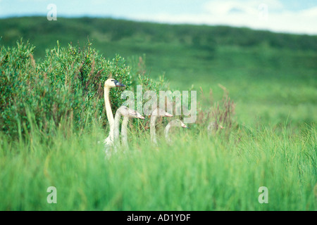 Whistling Schwan Cygnus Columbianus oder Tundra Schwan Familie im Inneren Alaskas Stockfoto