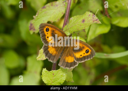 Hecke braun oder Gatekeeper Maniola tithonus Stockfoto