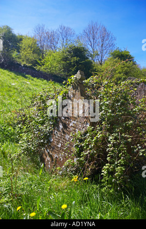 Efeu bedeckt Grabstein in der Pfarrkirche von St. Rhidian und St. Illtyd in Llanrhidian auf der Halbinsel Gower, Wales, UK Stockfoto