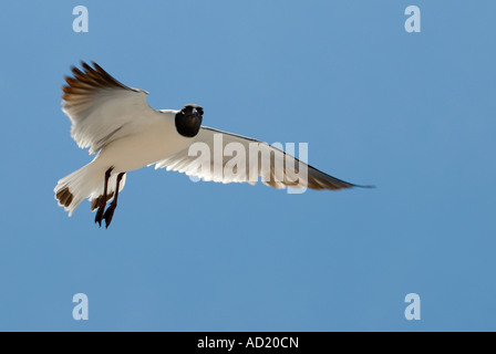 Möwe Lachen im Flug Larus Atricilla Blind Pass Beach Sanibel Island Florida USA Stockfoto