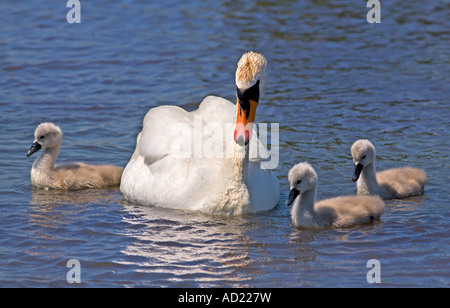 Höckerschwan und Cygnets (Cygnus Olor) Stockfoto