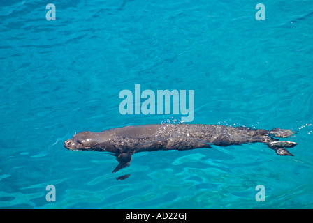 Vom Aussterben bedrohte Arten Mittelmeer-Mönchsrobben Dichtung, Monachus Monachus, männliche schwimmen entlang Kap Gelidonya, Türkei. Stockfoto