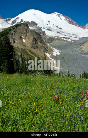 Wildblumen in eine Wiese unter Mount Rainier Berg Washington State USA Stockfoto