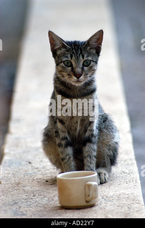 ASB72983 Eine Katze sitzt vor einer Tasse Mumbai, Maharashtra, Indien Stockfoto