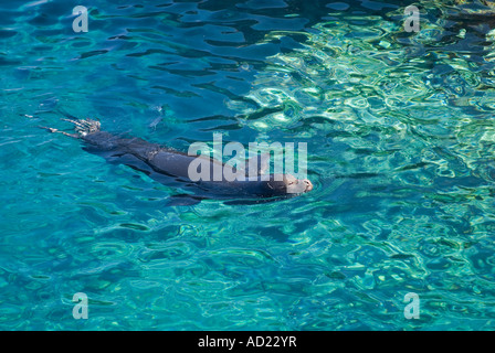 Vom Aussterben bedrohte Arten Mittelmeer-Mönchsrobben Dichtung, Monachus Monachus, männliche schwimmen entlang Kap Gelidonya, Türkei. Stockfoto