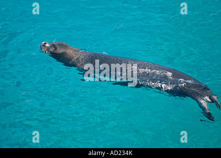 Vom Aussterben bedrohte Arten Mittelmeer-Mönchsrobben Dichtung, Monachus Monachus, männliche schwimmen entlang Kap Gelidonya, Türkei. Stockfoto