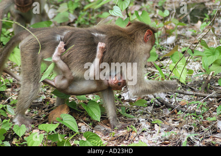 ASB73021 Motorhaube Affe mit Kind im Sanjay Gandhi National Park Mumbai Maharashtra, Indien Stockfoto