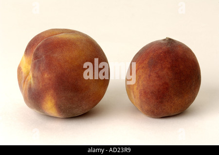 HMA72801 Früchte zwei Pfirsiche gelb rot Essen Obst auf weißem Hintergrund Stockfoto