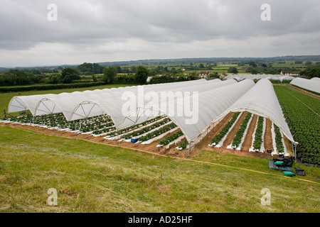 Folientunnel Anbau von Erdbeeren in Mendip Hills in der Nähe von Cheddar Somerset UK Stockfoto