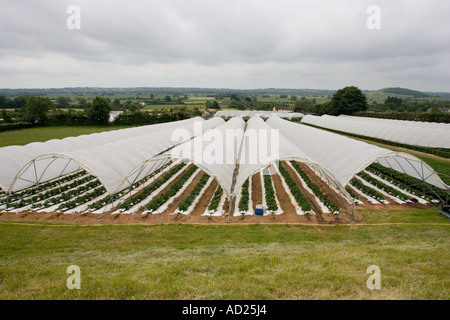 Folientunnel Anbau von Erdbeeren in Mendip Hills in der Nähe von Cheddar Somerset UK Stockfoto